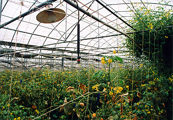 SG-05 加強型簡易溫室