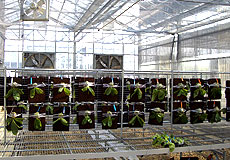 SP-06溫室植床設施系統