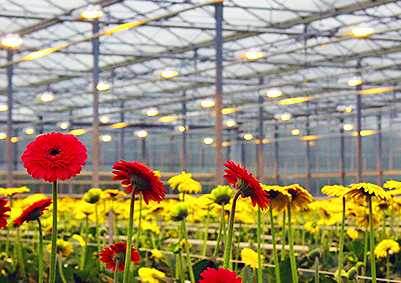 SP-10 植物燈補光系統