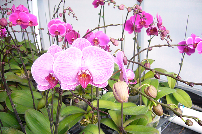 協錱園藝設計有限公司